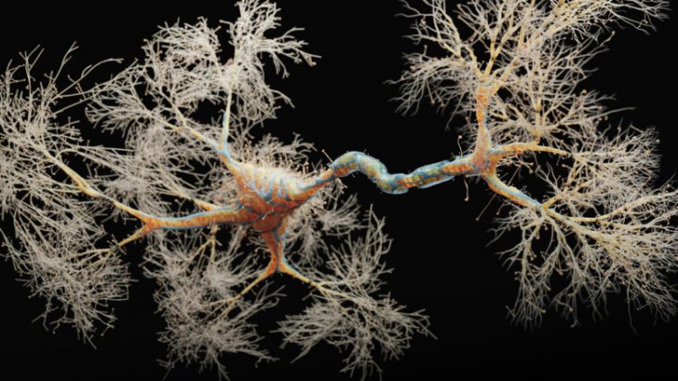 Adult mouse brains are teeming with ‘silent synapses’