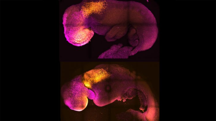 These 5 biomedical advances gave 2022 a sci-fi feel