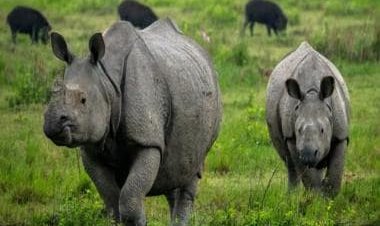 Zero rhino poaching in Assam in 2022: How the state achieved the feat