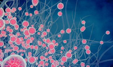 Fungi that cause serious lung infections are now found throughout the U.S