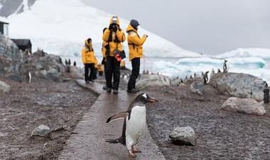 Tourism to Antarctica is back and booming: Is it dangerous for ice and its ecosystem?