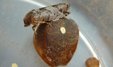 Jumping beans’ random strategy always leads to shade — eventually