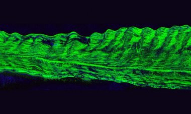 Tiny bubbles that make icicles hazy are filled with water, not air