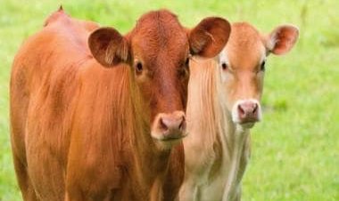 Israel sending spy cows in Palestine, claim authorities