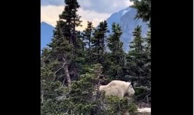 Internet is amazed after spotting huge muscular mountain goat; check reactions