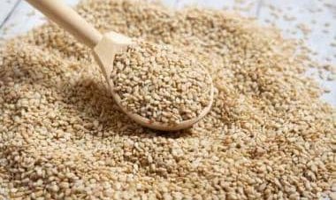Makar Sankranti 2023: Significance of sesame seeds during this harvest festival