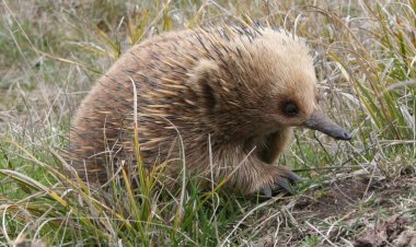 These adorable Australian spike-balls beat the heat with snot bubbles