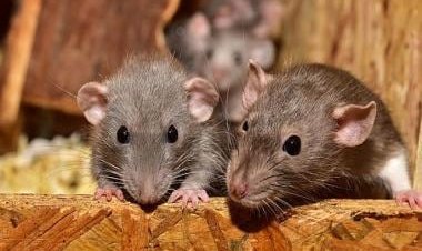 Did rats not lead to the Black Death that killed millions in Europe?