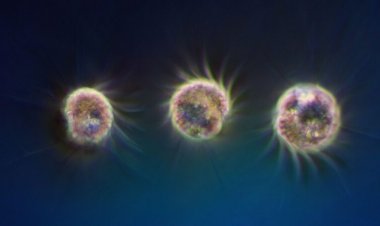 Scientists have found the first known microbes that can eat only viruses