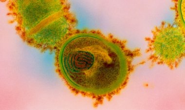 Too much of this bacteria in the nose may worsen allergy symptoms