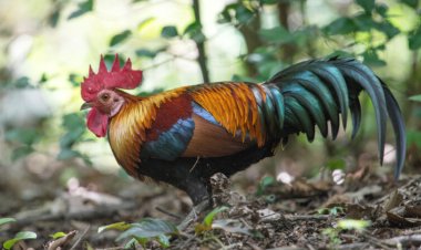 Chicken DNA is replacing the genetics of their ancestral jungle fowl