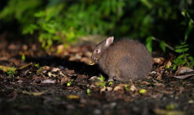 A rare rabbit plays an important ecological role by spreading seeds