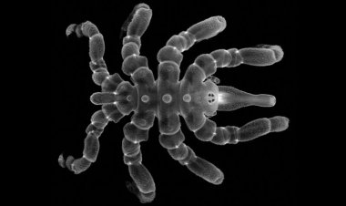 Some young sea spiders can regrow their rear ends