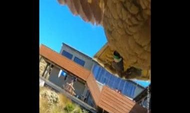 Watch: Parrot creates 'stunning' aerial video after stealing tourist family's GoPro in New Zealand