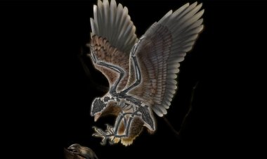 A bird with a T. rex head may help reveal how dinosaurs became birds