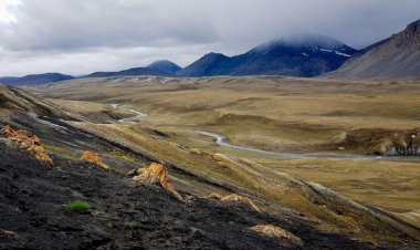 Fossils suggest early primates lived in a once-swampy Arctic