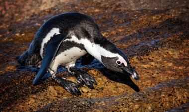 Birds that dive may be at greater risk of extinction