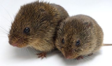 Prairie voles can find partners just fine without the ‘love hormone’ oxytocin