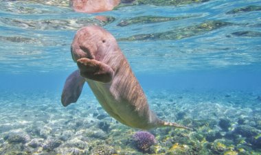 A new metric of extinction risk considers how cultures care for species