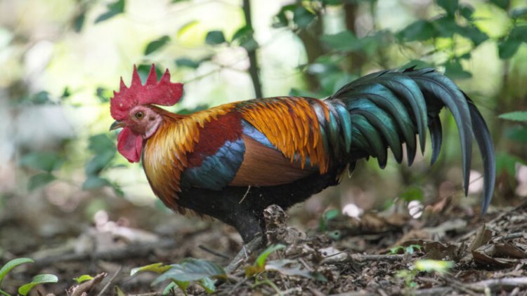 Chicken DNA is replacing the genetics of their ancestral jungle fowl