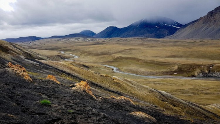 Fossils suggest early primates lived in a once-swampy Arctic