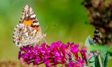 76 percent of well-known insects fall outside protected areas