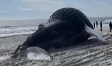 Viral video: 41-feet-long humpback whale washes ashore New York beach