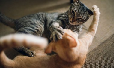 Are your cats having fun or fighting? Here are some ways to tell