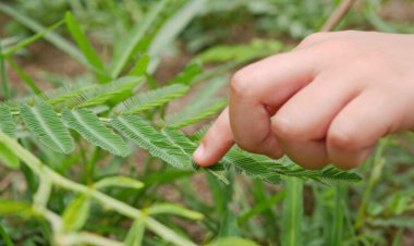 How plant ‘muscles’ fold up a mimosa leaf fast