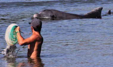 Here are 3 people-animal collaborations besides dolphins and Brazilians