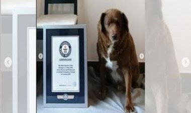 Guinness World Record: 30-year-old Bobi becomes oldest dog in world