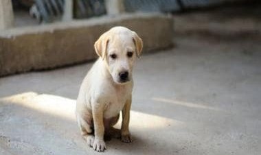 Viral video shows youngsters abusing puppy in Uttar Pradesh’s Bareilly, netizens demand action