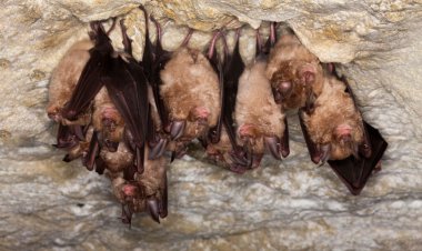 Mammals that live in groups may live longer, longevity research suggests