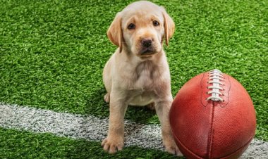 Forget Fox's Super Bowl! Sunday's Real Dog Fight is On HBO