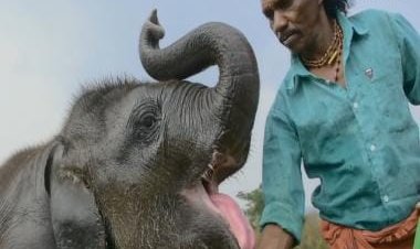 Here's why Netflix's The Elephant Whisperers is one of the most significant stories recognized by the Oscars