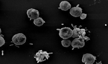 Some ‘friendly’ bacteria backstab their algal pals. Now we know why
