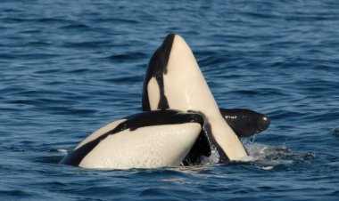 Orca moms baby their adult sons. That favoritism pays off — eventually