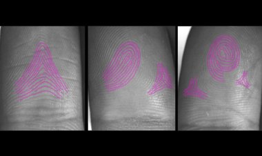 How fingerprints form was a mystery — until now