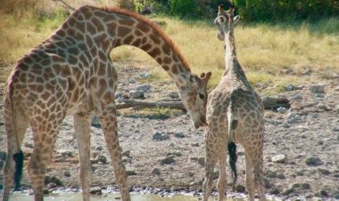 Why male giraffes drink potential mates’ pee