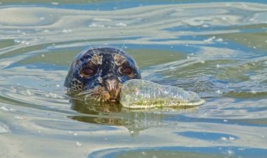 50 years ago, scientists discovered the Great Pacific Garbage Patch