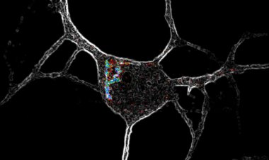 Psychedelics may improve mental health by getting inside nerve cells