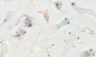 Glassy eyes may help young crustaceans hide from predators in plain sight