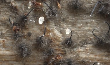 Chemical signals from fungi tell bark beetles which trees to infest