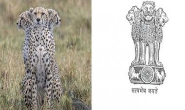 'Practising for India trip': Users react to old photo of 'cheetah trinity' resembling national emblem