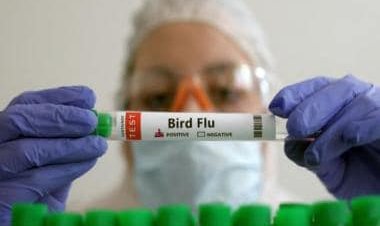 Bird flu kills girl in Cambodia, others fall sick: Is this the beginning of a new pandemic?