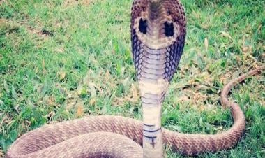 Watch video: IFS officer shares scary video of standing king cobra