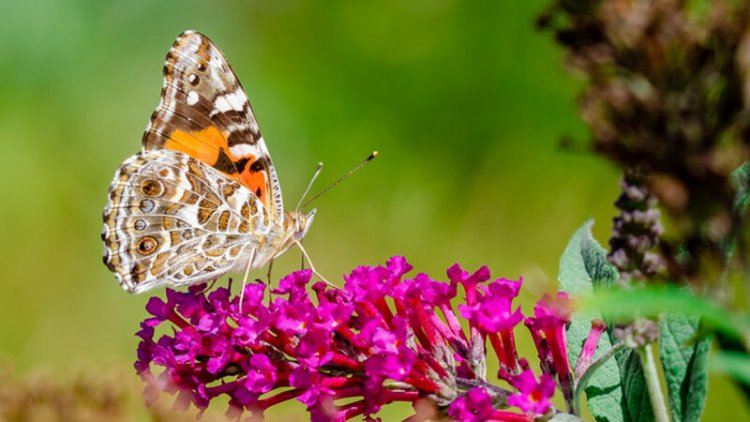 76 percent of well-known insects fall outside protected areas