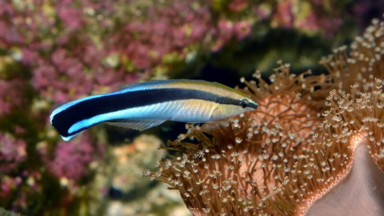Fish can recognize themselves in photos, further evidence they may be self-aware