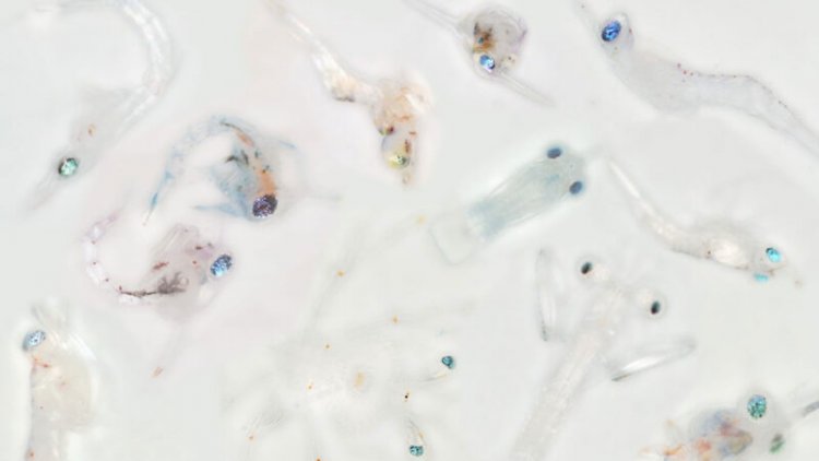 Glassy eyes may help young crustaceans hide from predators in plain sight