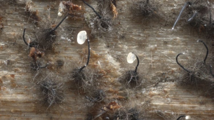 Chemical signals from fungi tell bark beetles which trees to infest